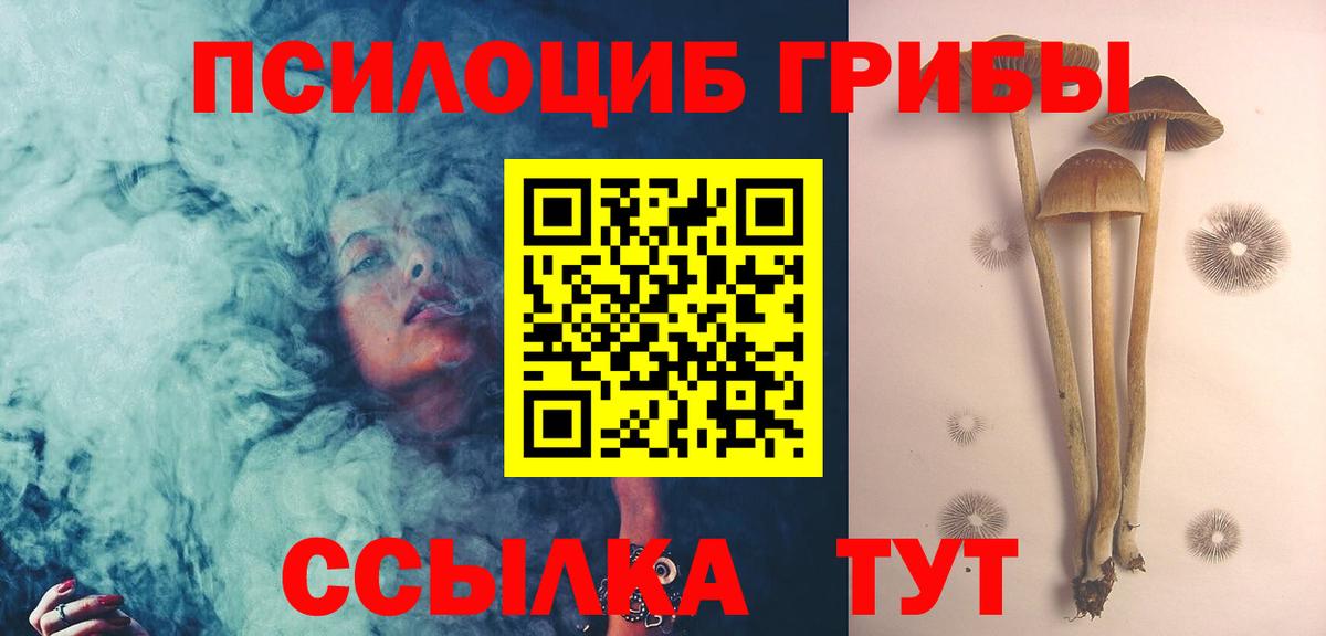 Галлюциногенные грибы Psilocybe Кировск
